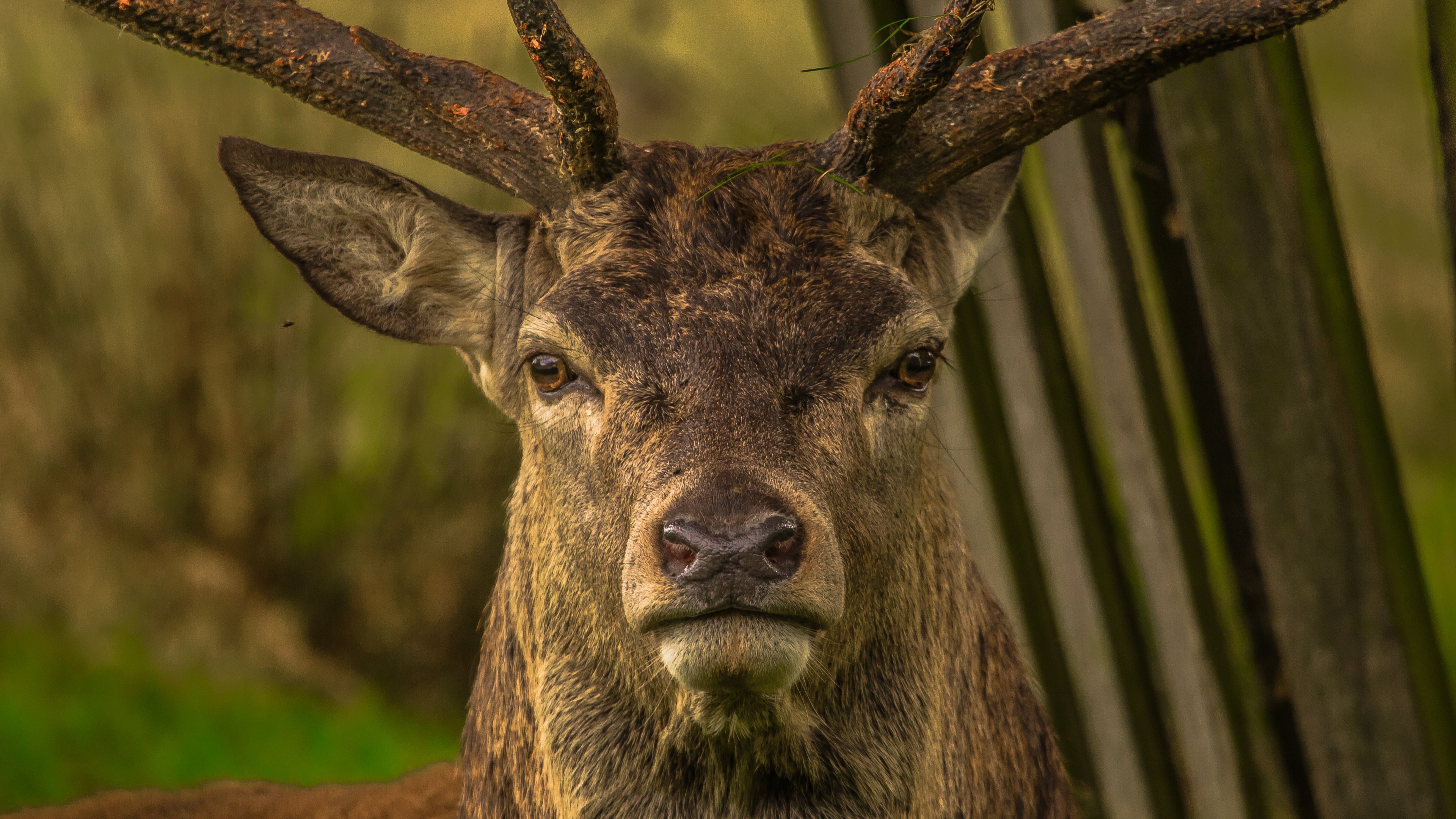deer, Forest Wallpaper