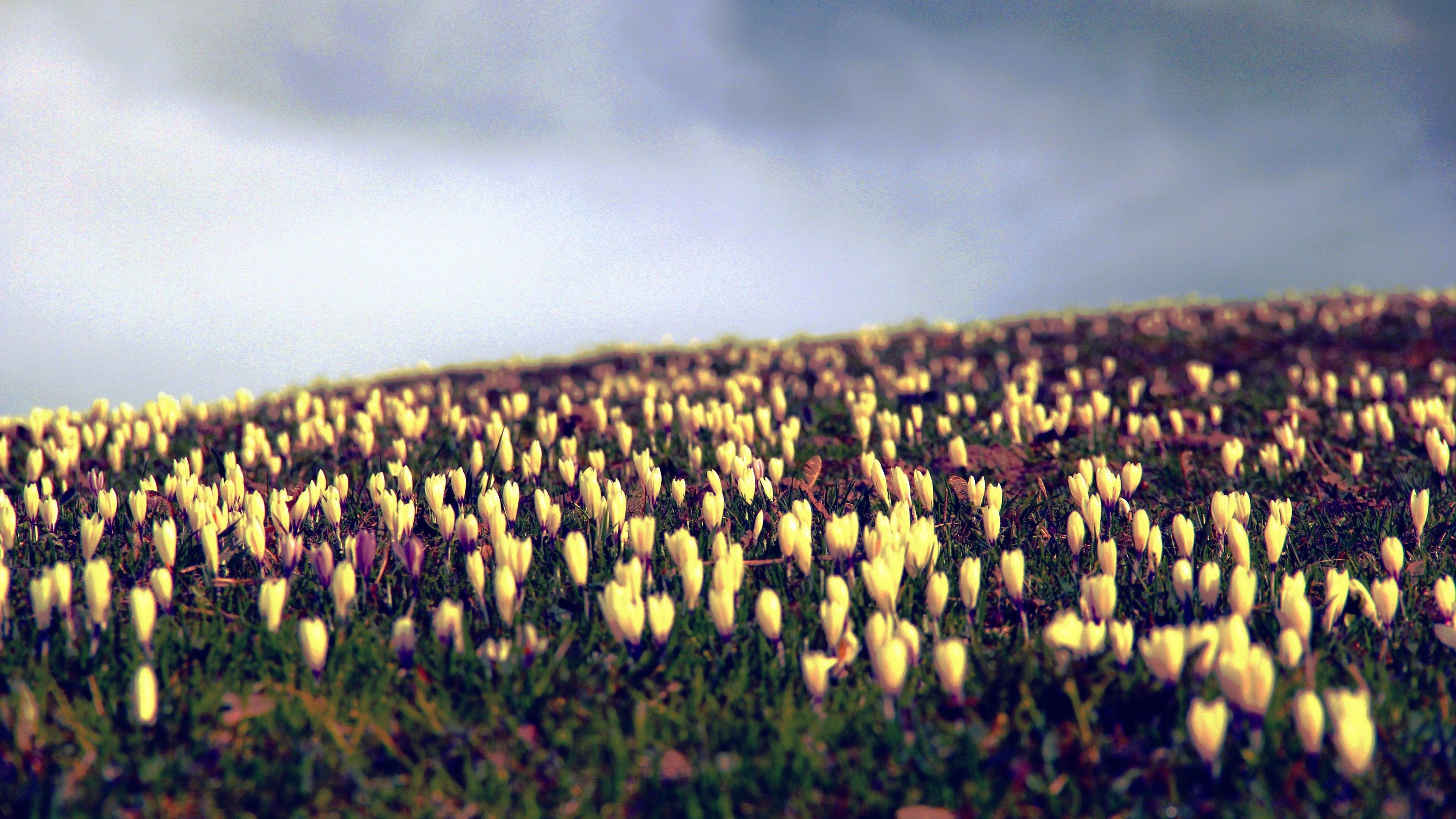 tulips, Yellow, Flowers, Field, Plants Wallpaper