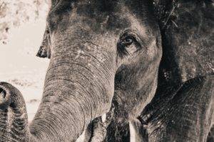 elephant, Closeup, Gray, Animals