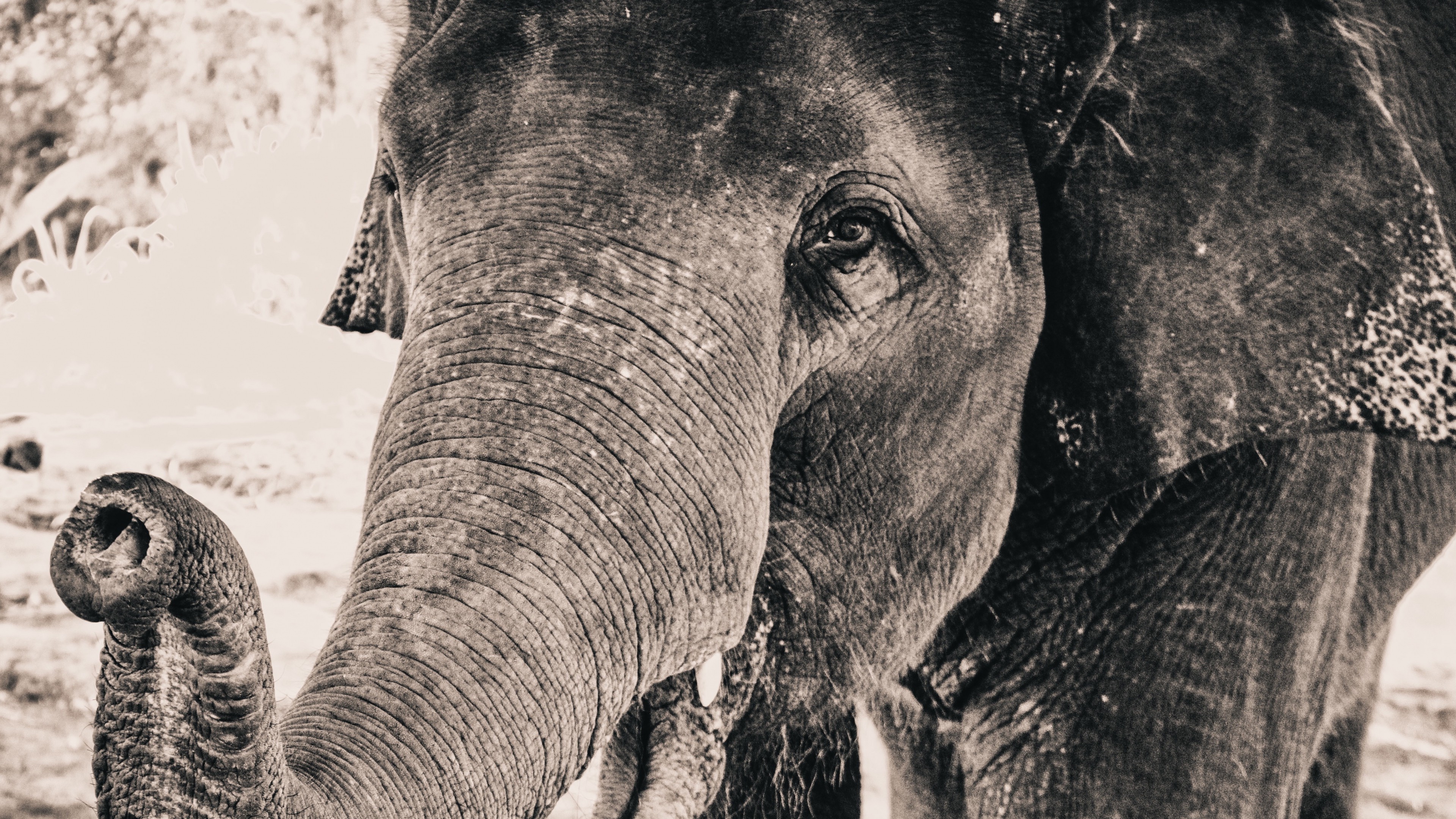 elephant, Closeup, Gray, Animals Wallpaper