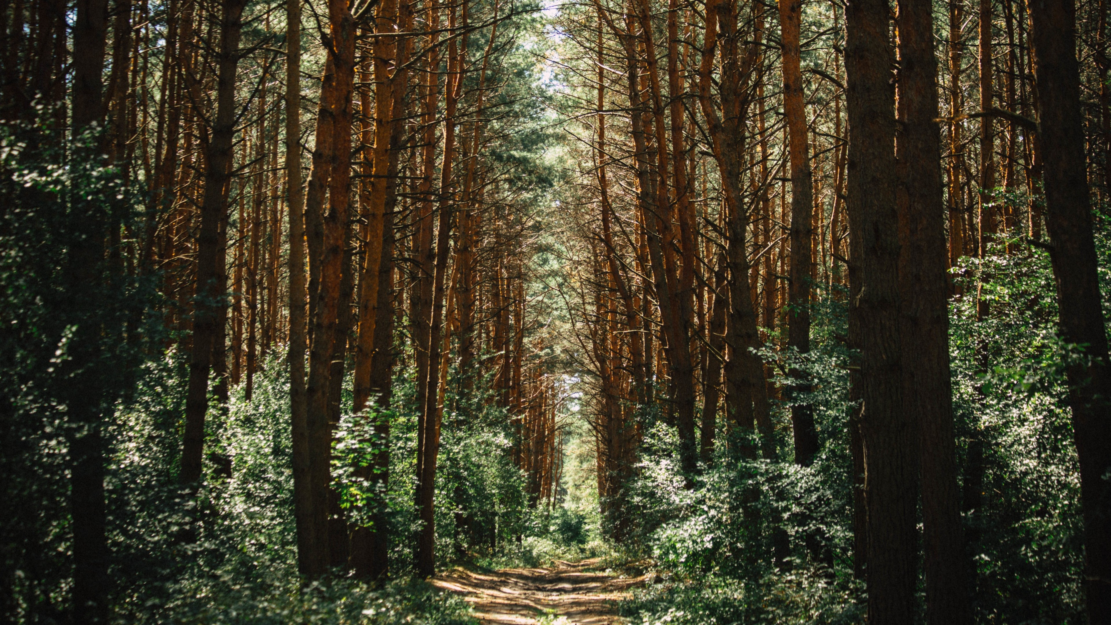 forest, Green Wallpaper