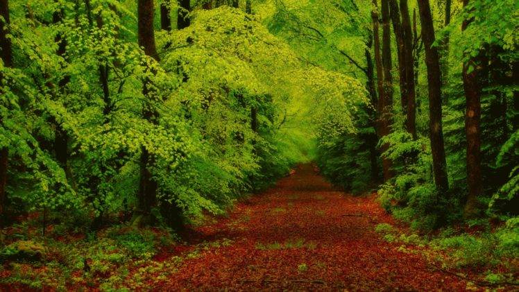 forest, Green HD Wallpaper Desktop Background