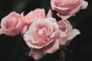 rose, Pink flowers, Pink
