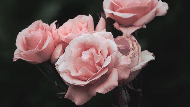rose, Pink flowers, Pink HD Wallpaper Desktop Background