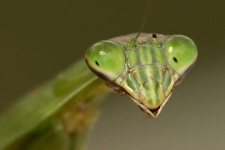 insect, Mantis, Macro, Animals HD Wallpaper Desktop Background