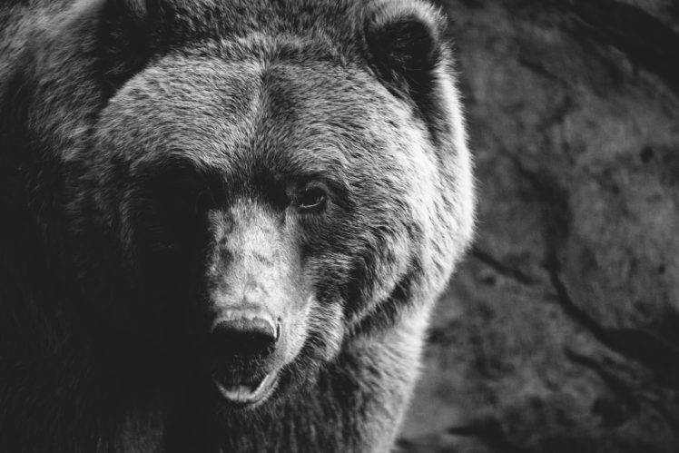 animals, Mammals, Bears HD Wallpaper Desktop Background