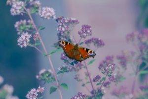 insect, Lepidoptera, Aglais io, Animals, Flowers