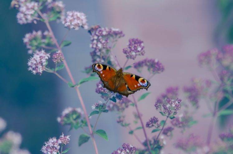 insect, Lepidoptera, Aglais io, Animals, Flowers HD Wallpaper Desktop Background