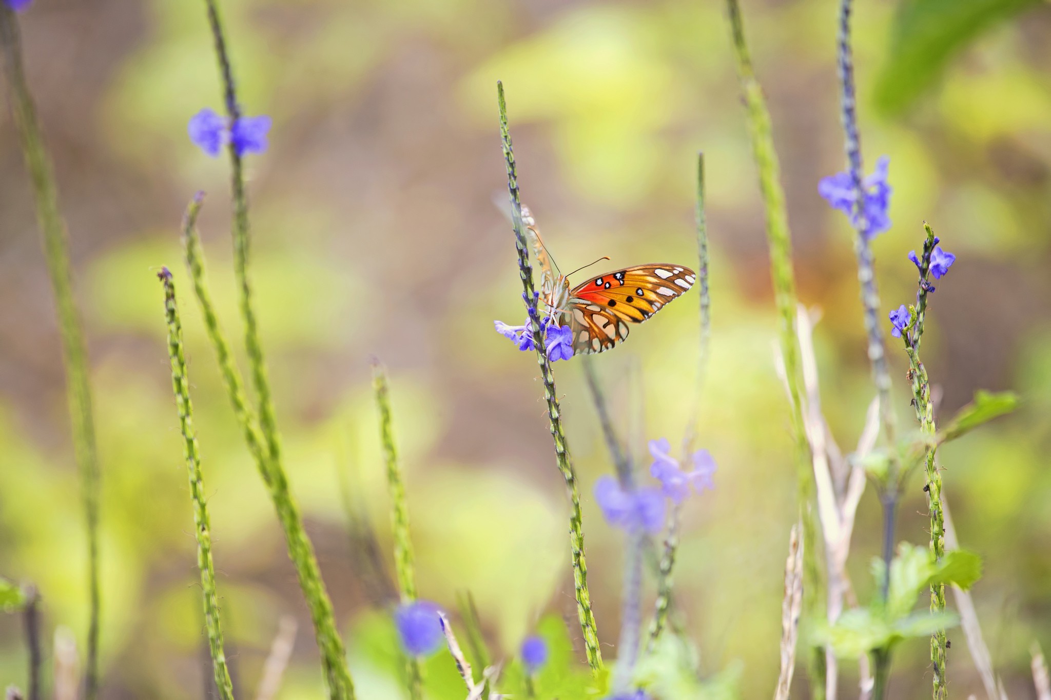 plants, Lepidoptera, Insect, Animals, Flowers Wallpaper
