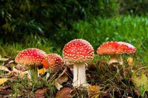 mushroom, Grass, Amanita muscaria