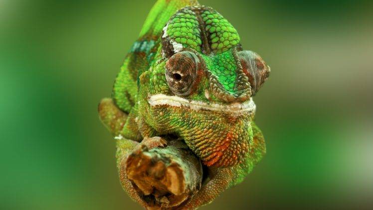 animals, Chameleons, Reptiles HD Wallpaper Desktop Background