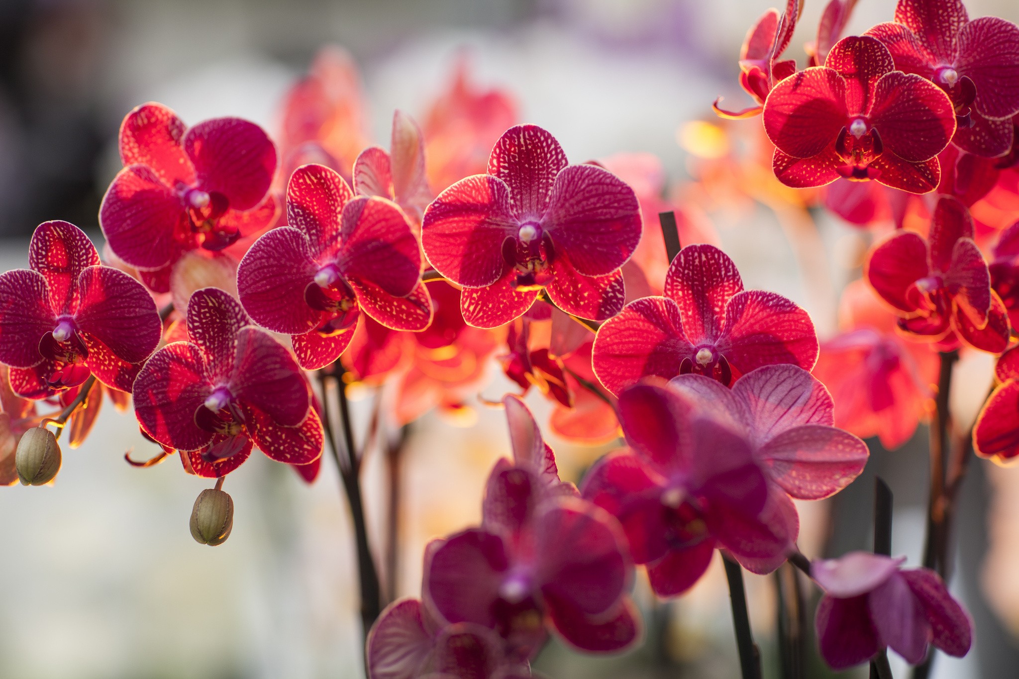 plants, Macro, Orchids, Flowers Wallpaper