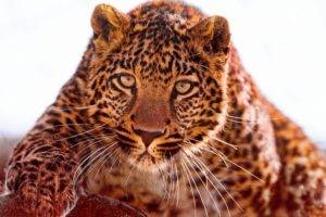 animals, Jaguar, Jaguars, Feline
