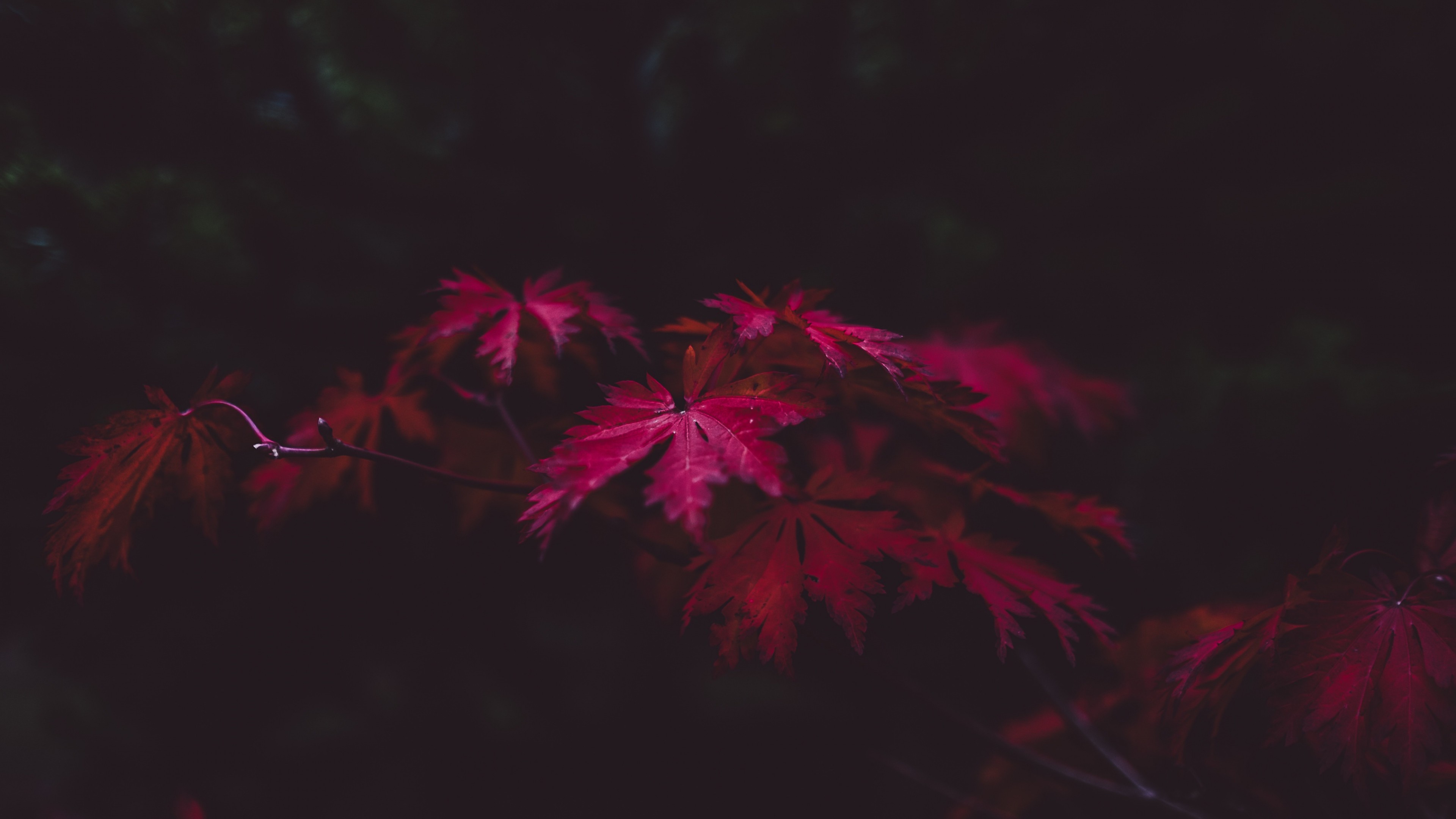 forest, Leaves, Fall Wallpaper