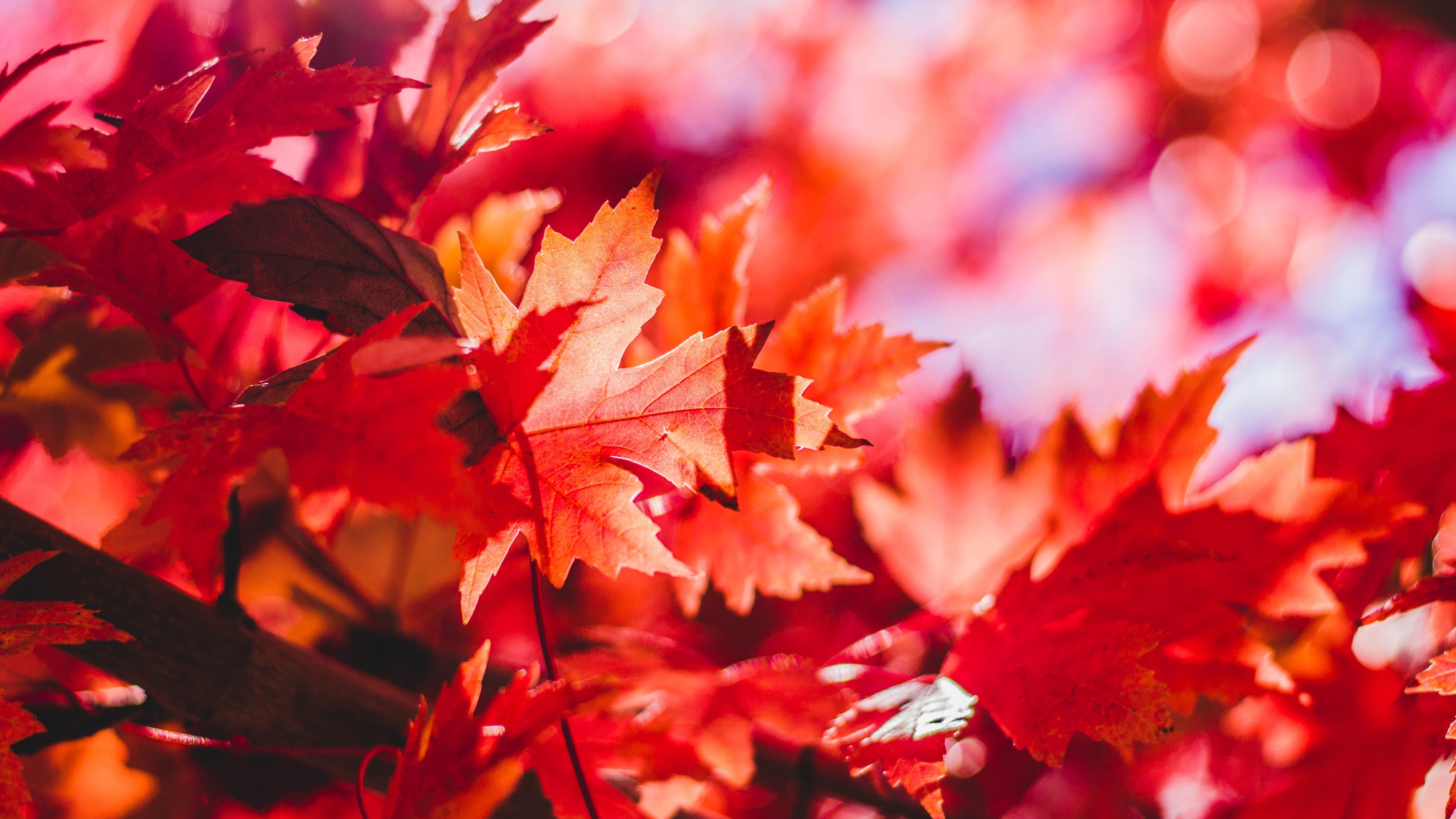 forest, Leaves, Fall Wallpaper