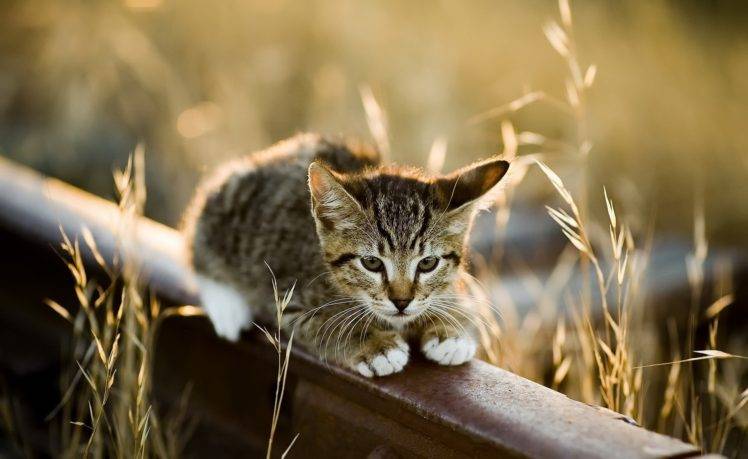 animals, Cat, Kittens HD Wallpaper Desktop Background
