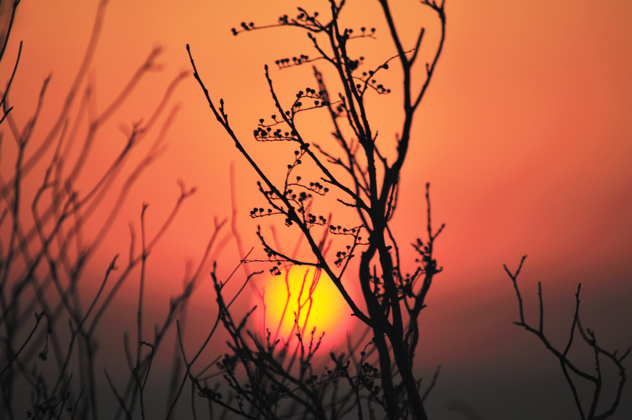 landscape, Trees, Sun, Silhouette Wallpaper