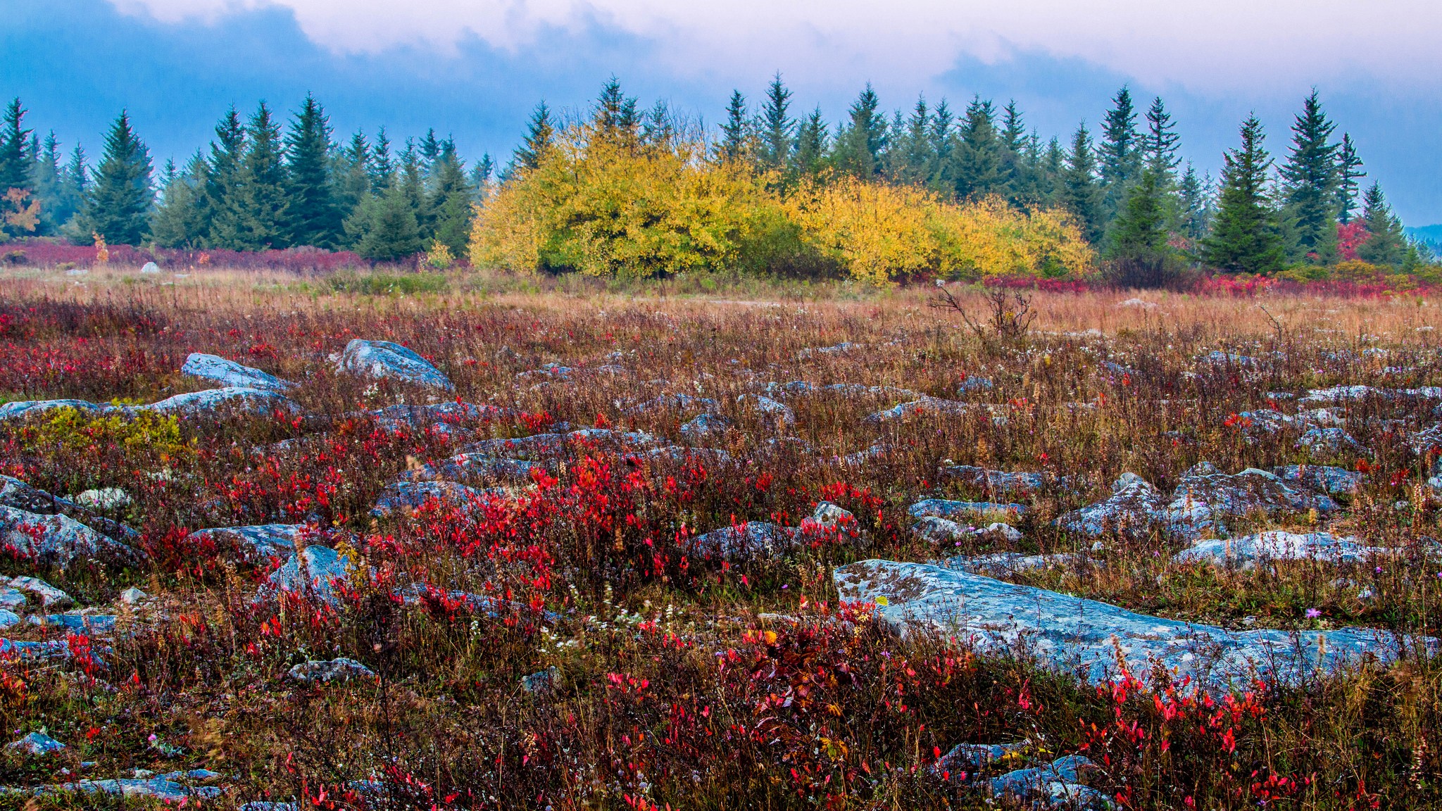 landscape, Pine trees, Grass, Rocks Wallpaper