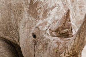 animals, Mammals, Rhino, Closeup