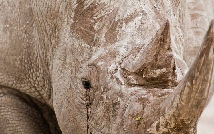 animals, Mammals, Rhino, Closeup HD Wallpaper Desktop Background