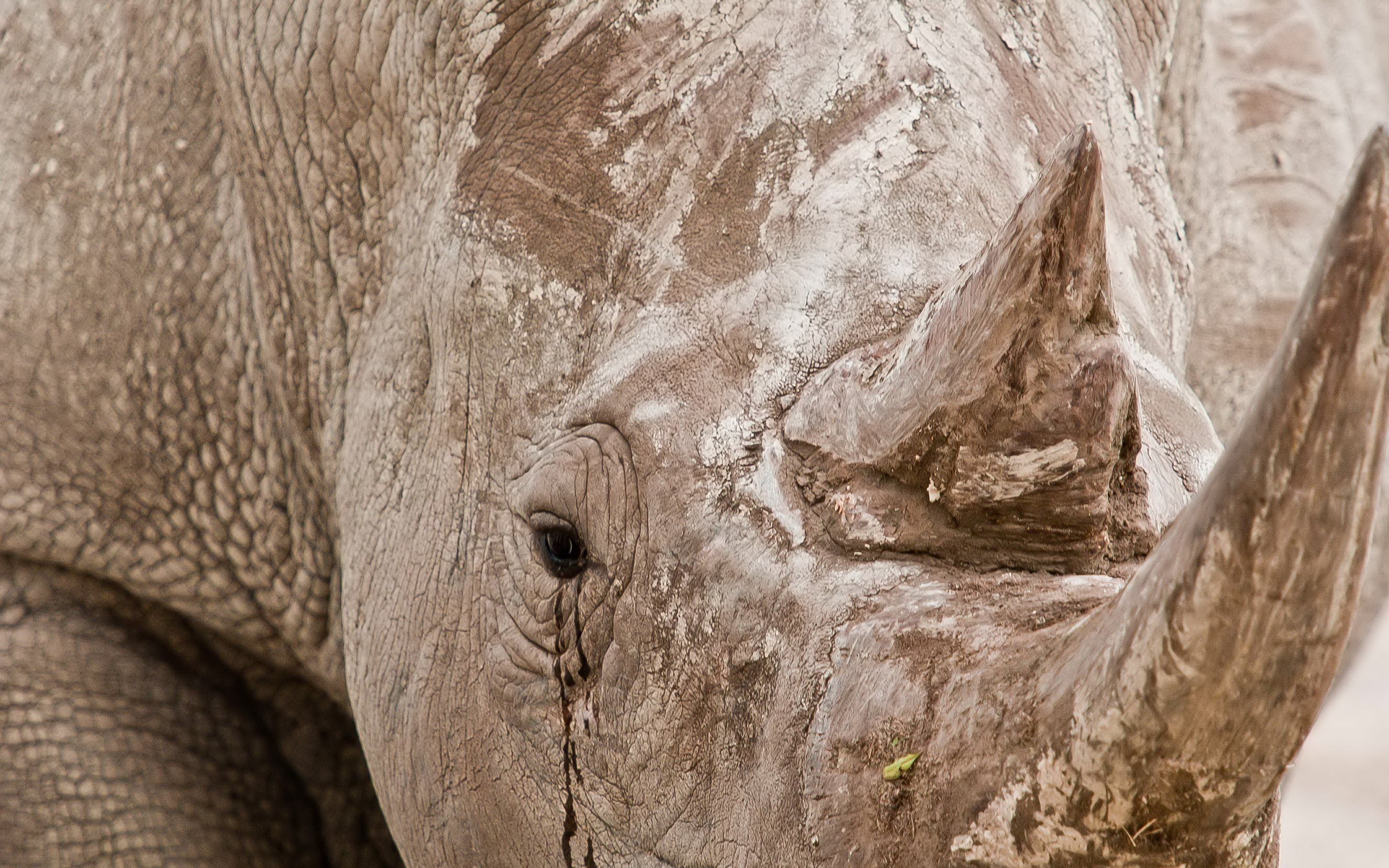 animals, Mammals, Rhino, Closeup Wallpaper