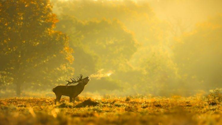 animals, Landscape, Forest, Elk HD Wallpaper Desktop Background