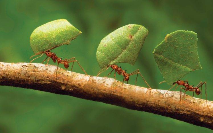 animals, Insect, Hymenoptera, Ants, Macro HD Wallpaper Desktop Background