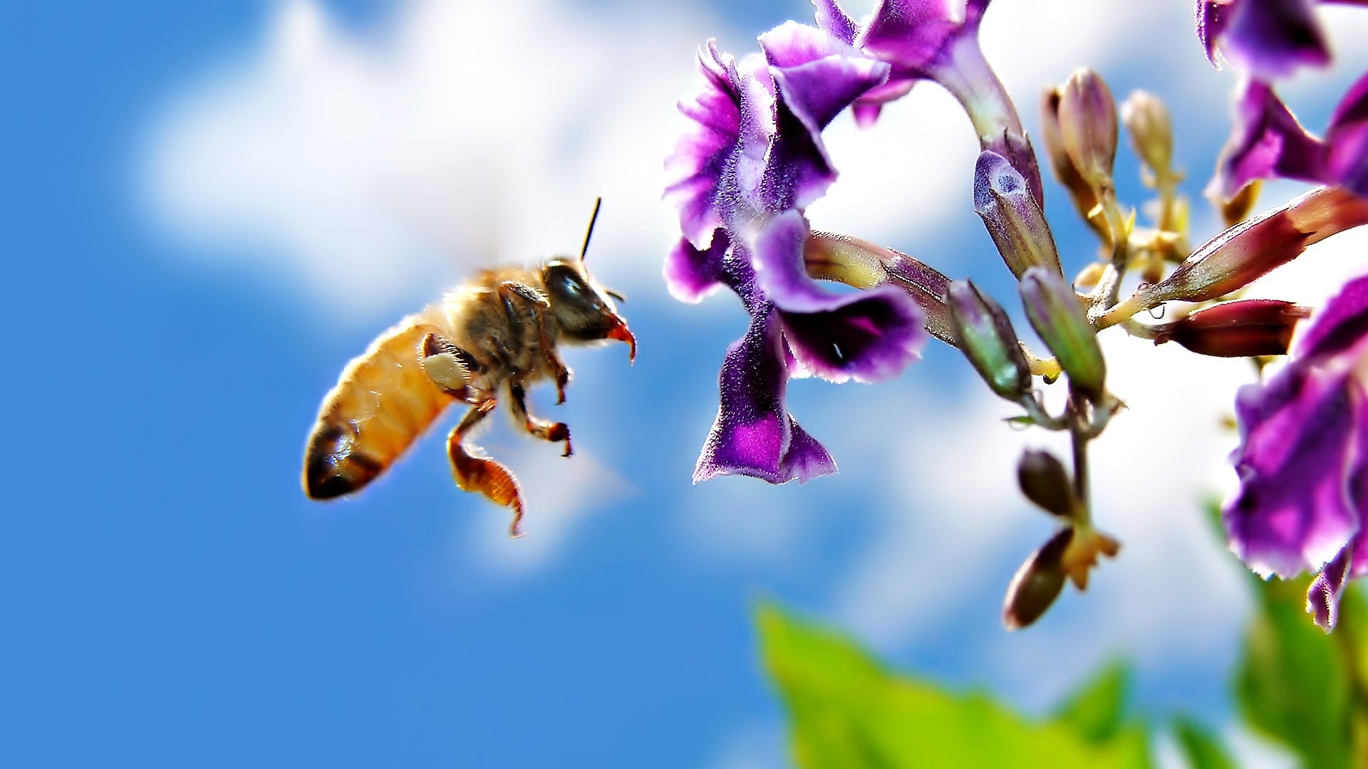 animals, Insect, Hymenoptera, Macro, Flowers, Bees Wallpaper