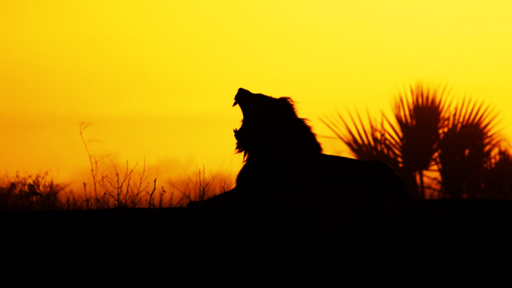 animals, Silhouette, Lion, Mammals, Feline HD Wallpaper Desktop Background
