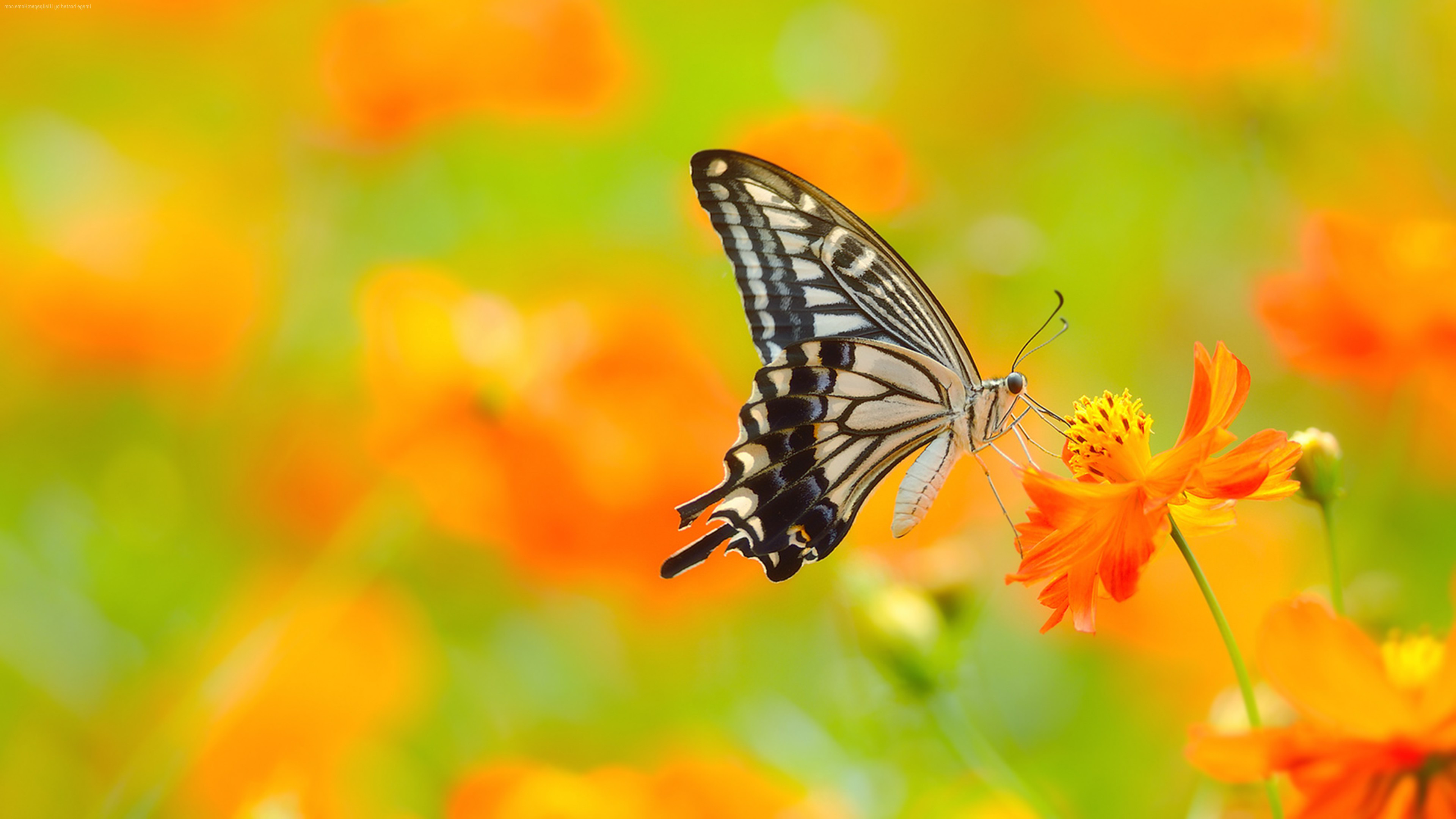 природа цветы насекомое бабочка скачать