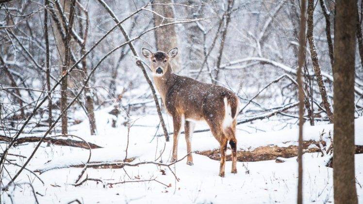 deer, Forest, Snow HD Wallpaper Desktop Background
