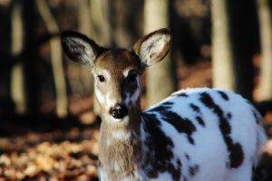 deer, Forest, Piebald Deer