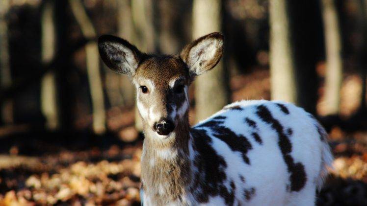 deer, Forest, Piebald Deer HD Wallpaper Desktop Background