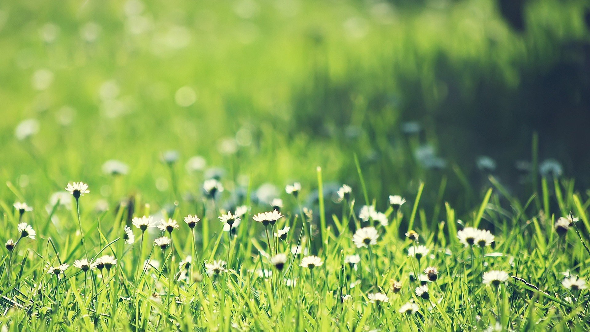 grass, Field Wallpaper