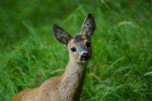 deer, Grass