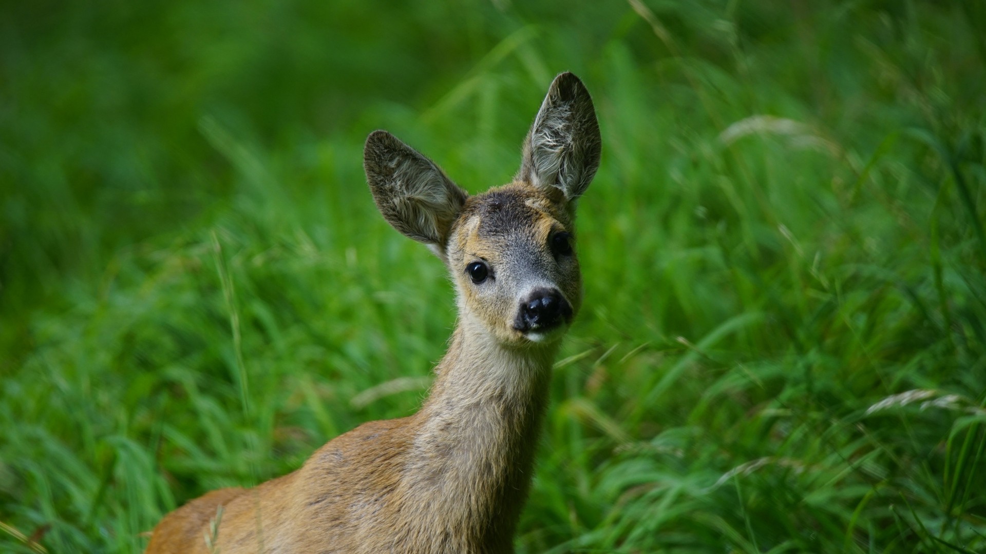 deer, Grass Wallpaper