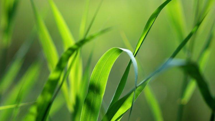 grass, Nature HD Wallpaper Desktop Background
