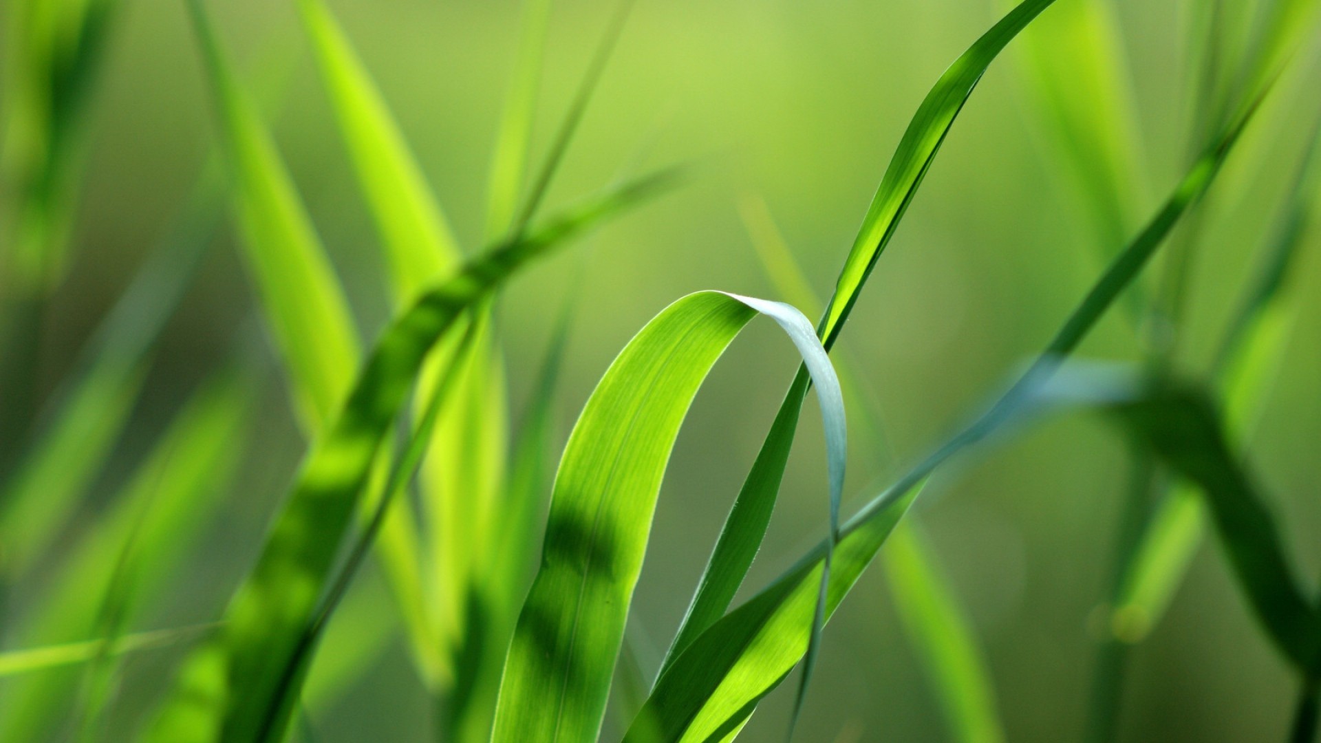 grass, Nature Wallpapers HD / Desktop and Mobile Backgrounds