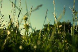 grass, Field