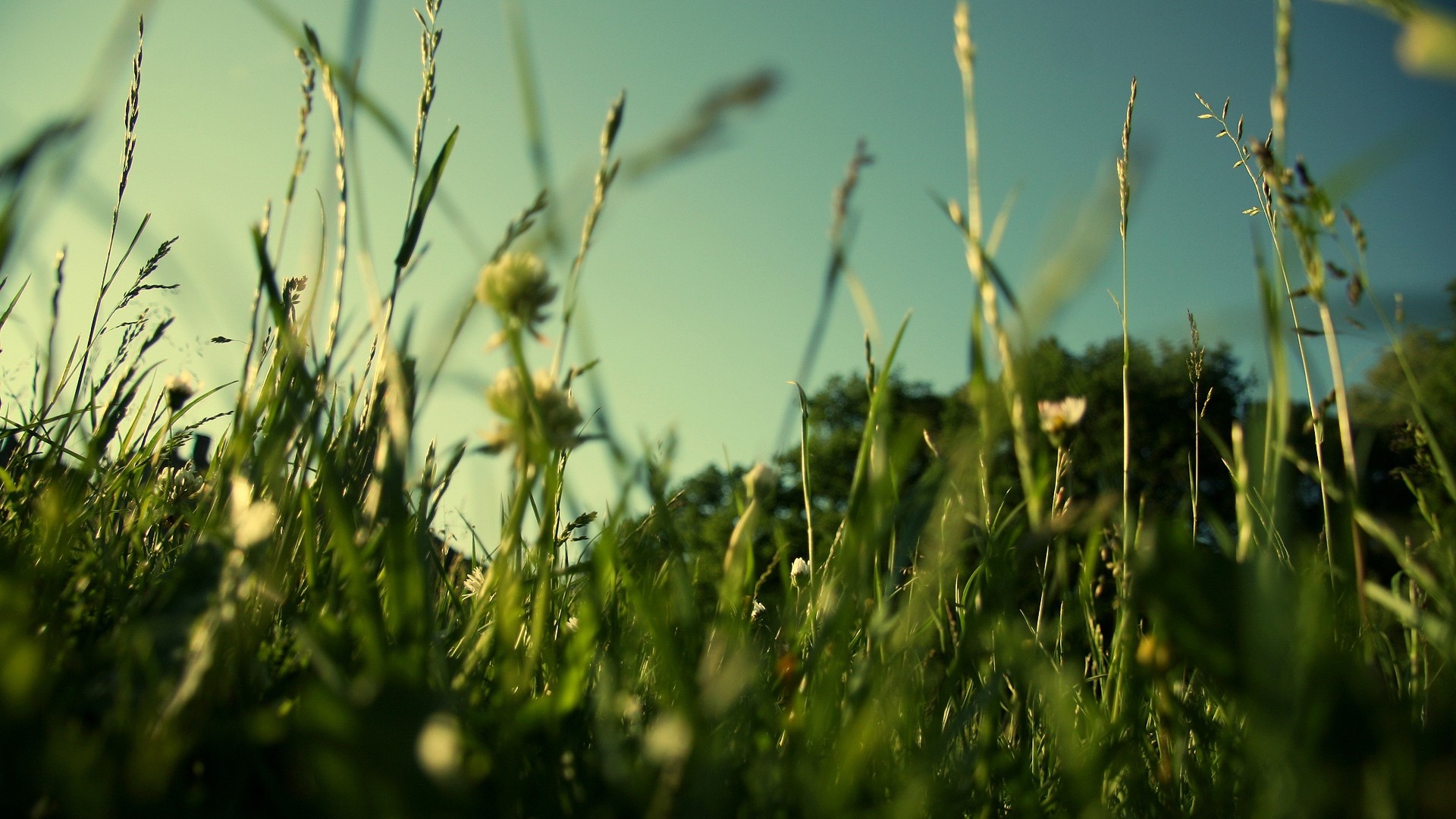 grass, Field Wallpaper