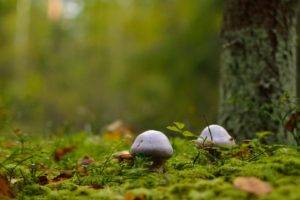 mushroom, Macro, Forest