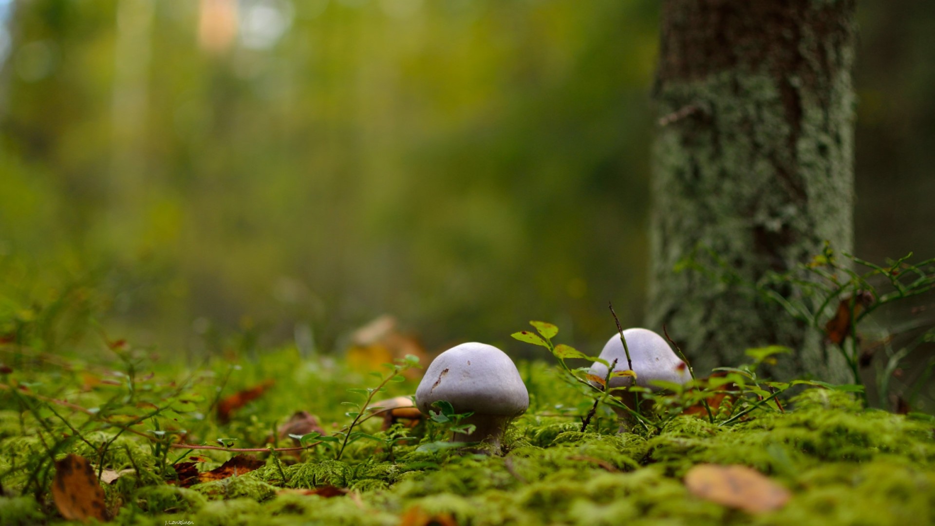 Mushroom Macro Forest Wallpapers Hd Desktop And Mobile Backgrounds