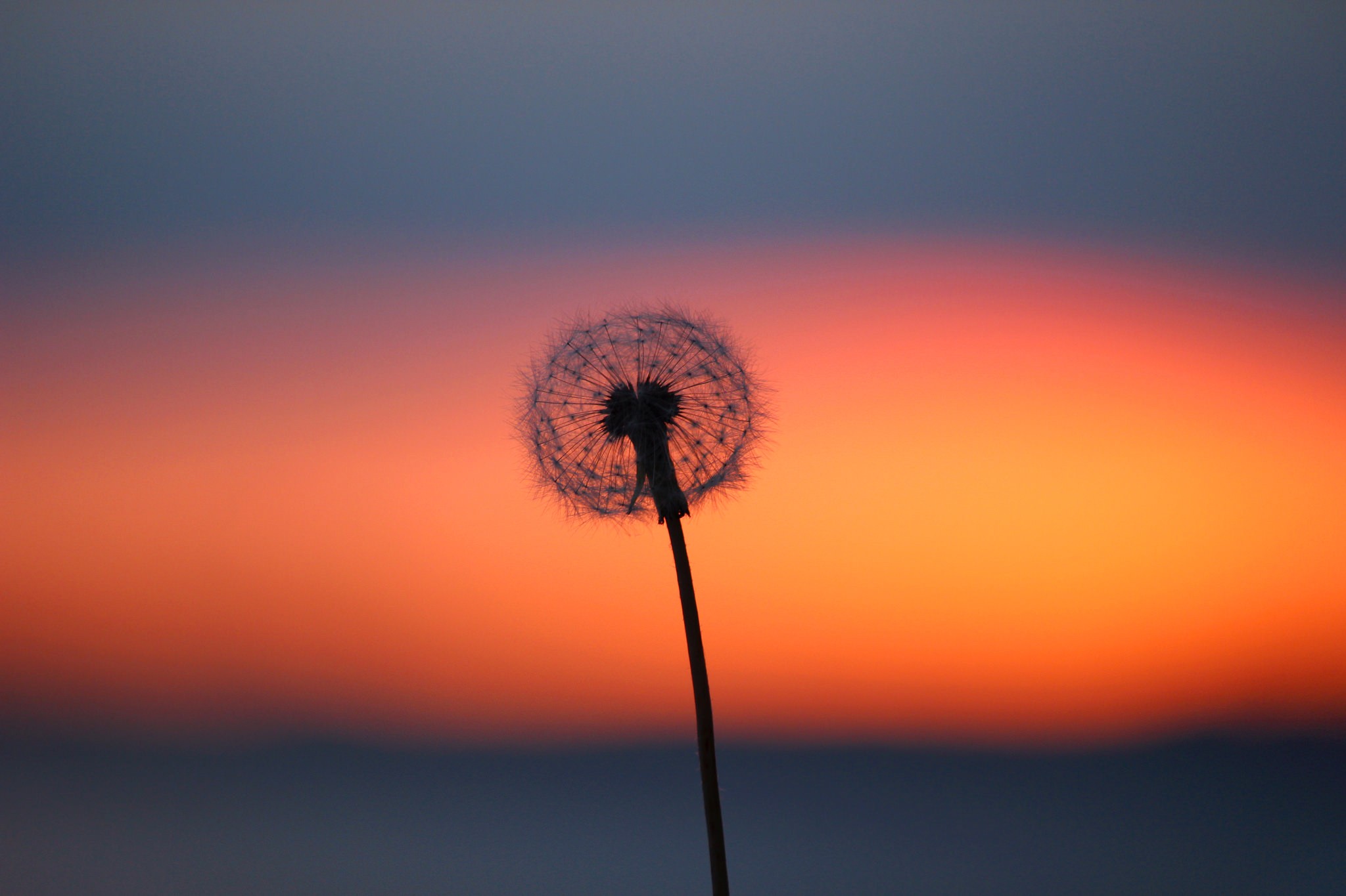 macro, Plants, Dandelion Wallpaper