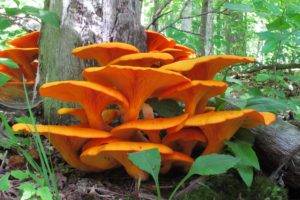 mushroom, Macro, Forest