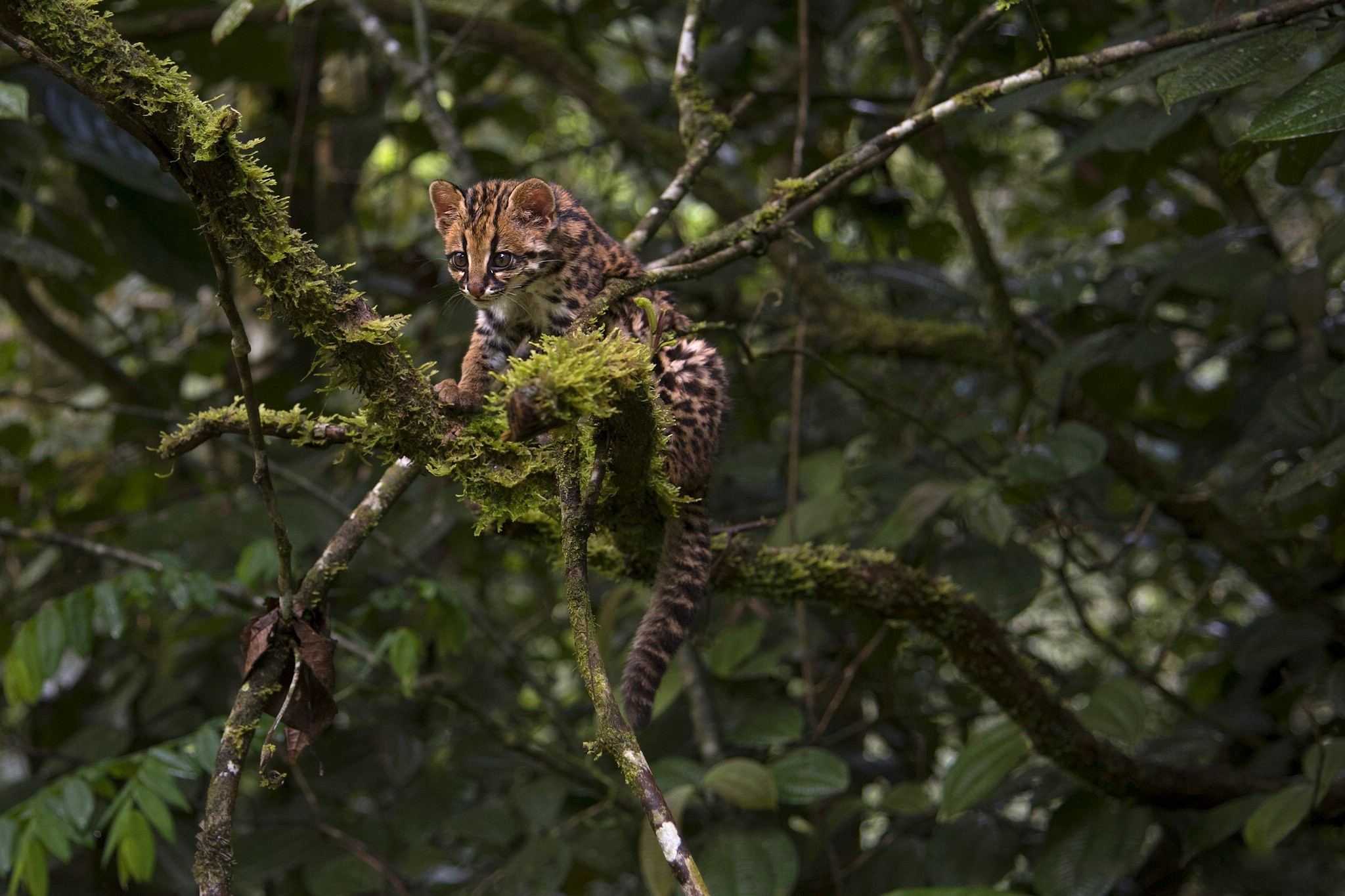 plants, Mammals, Animals, Jungle, Moss Wallpaper