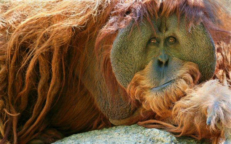mammals, Animals, Apes, Orangutans HD Wallpaper Desktop Background