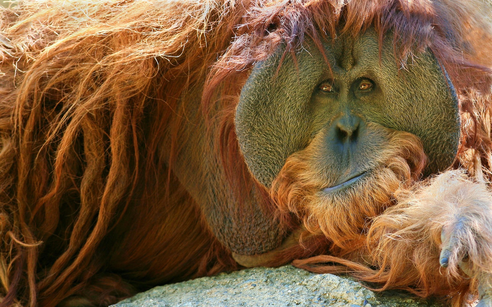 Download mammals, Animals, Apes, Orangutans Wallpapers HD / Desktop and Mobile Backgrounds