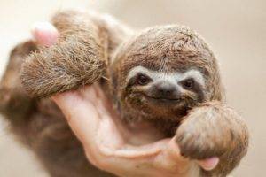 animals, Mammals, Sloths