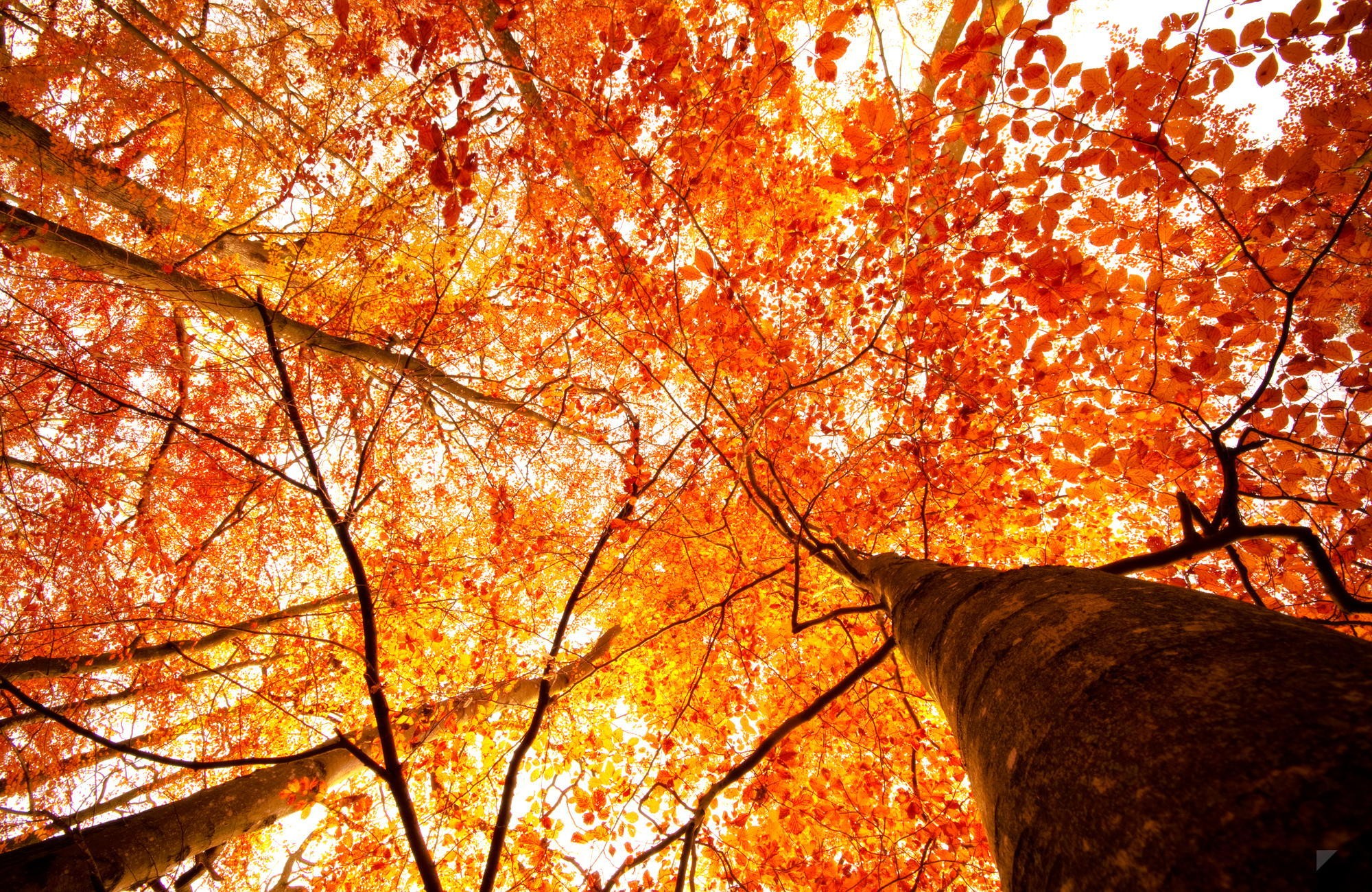 plants, Trees Wallpaper
