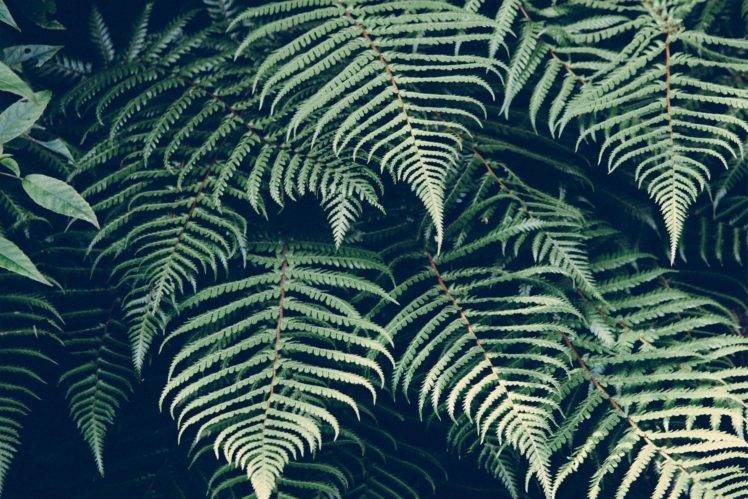 plants, Ferns HD Wallpaper Desktop Background